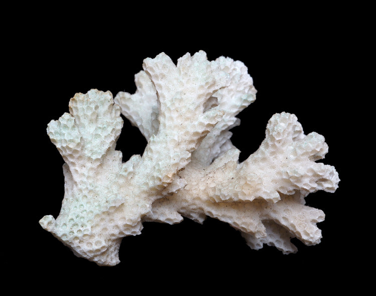 Coral