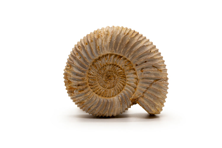 Ammonite