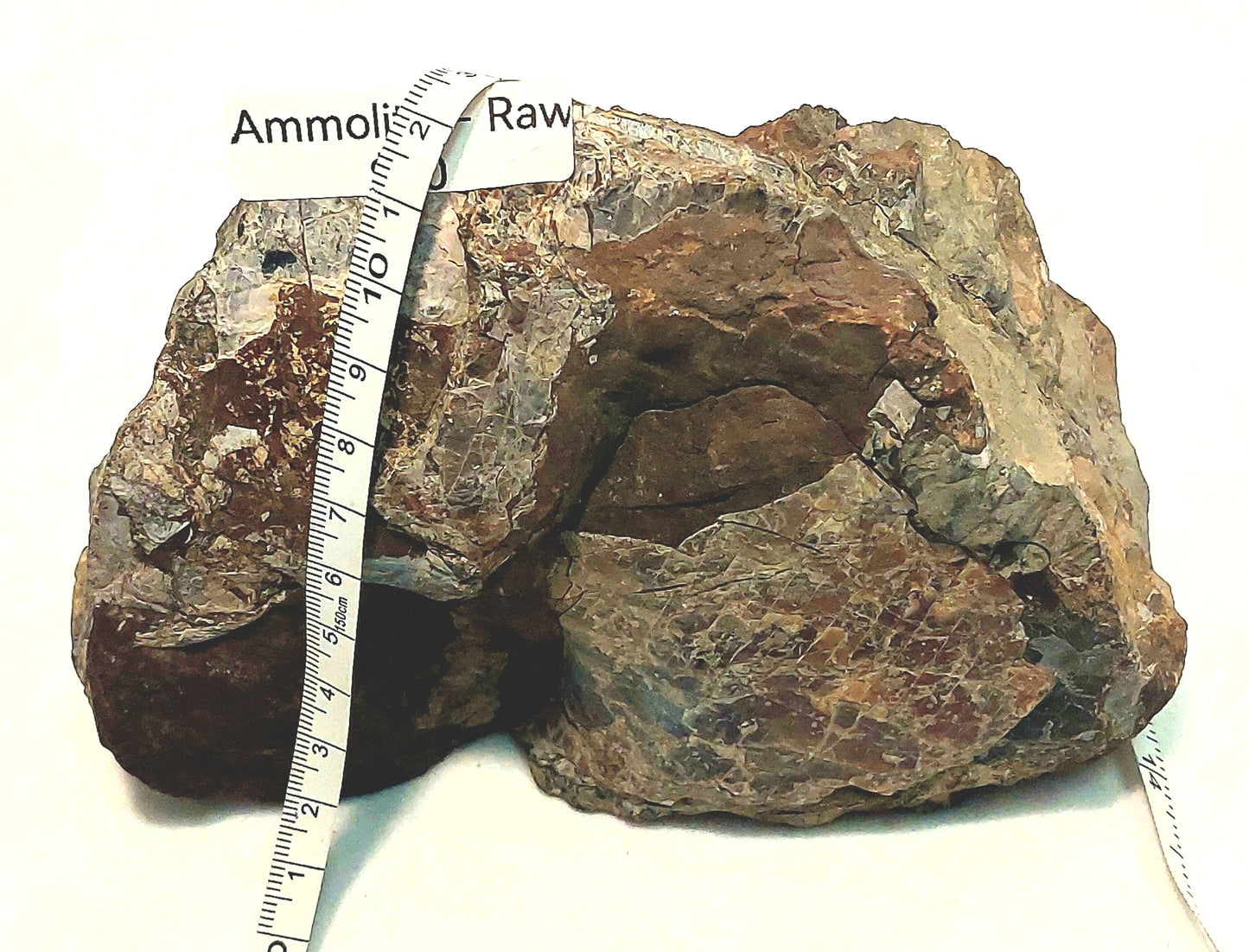 Raw Ammolite