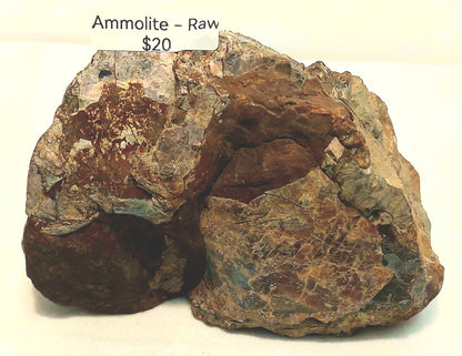 Raw Ammolite