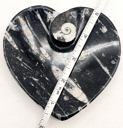 Fossil Orthoceras Heart Plate