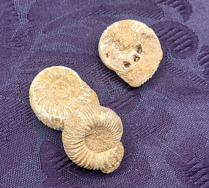 Fossils