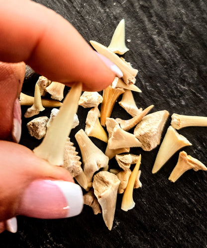 Shark Teeth Morocco