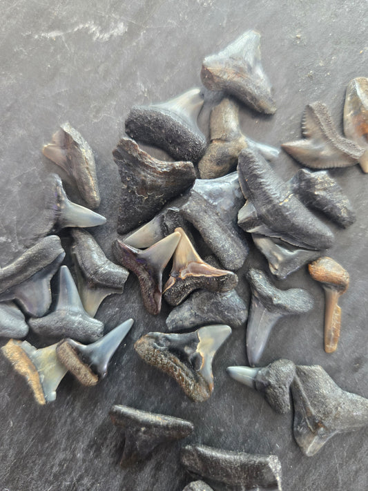 Shark Teeth (Gray- Bull, Dusky & More)