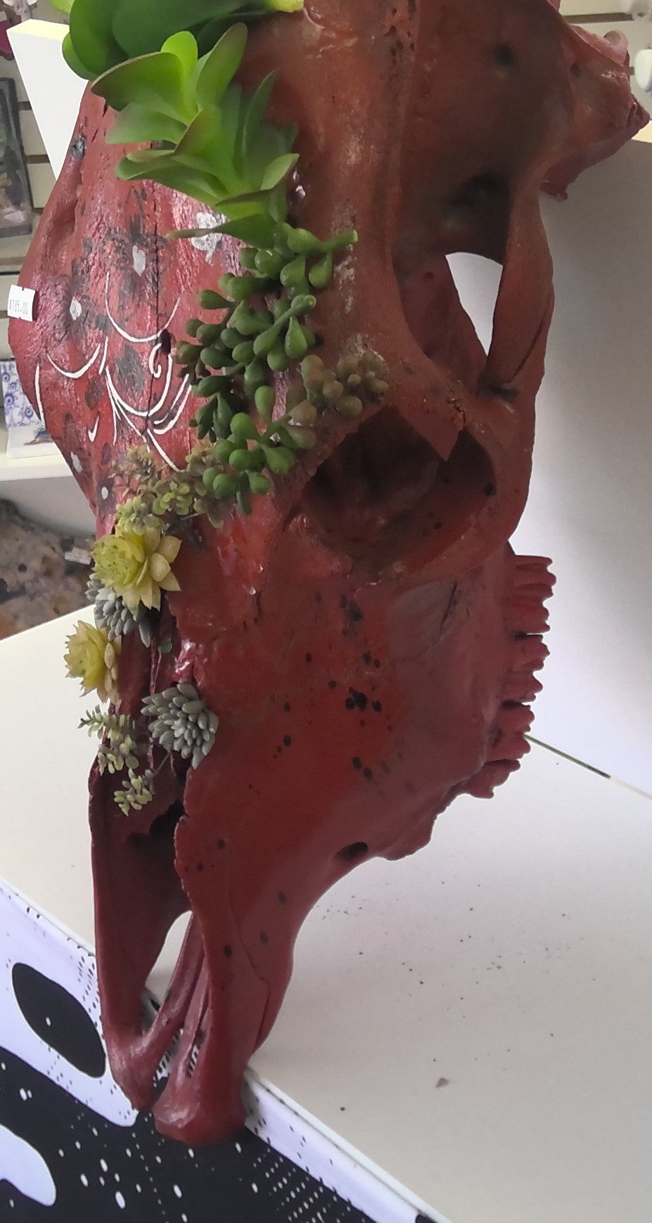 Painted Cow Skull-Red with Succulent Plants