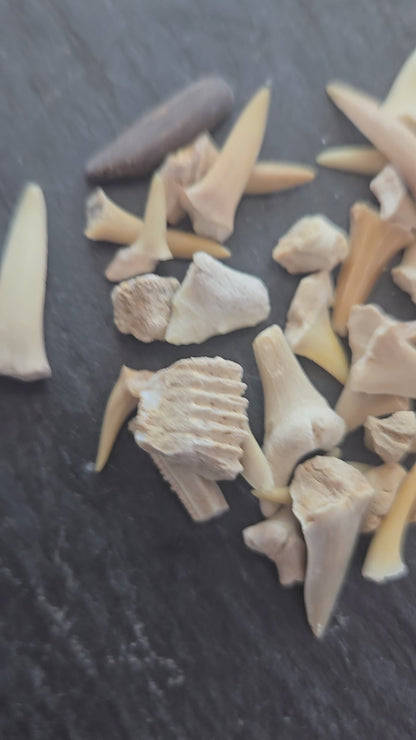 Shark Teeth Morocco