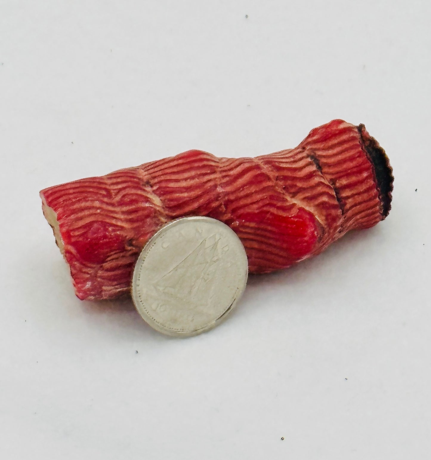 Red Bamboo Coral
