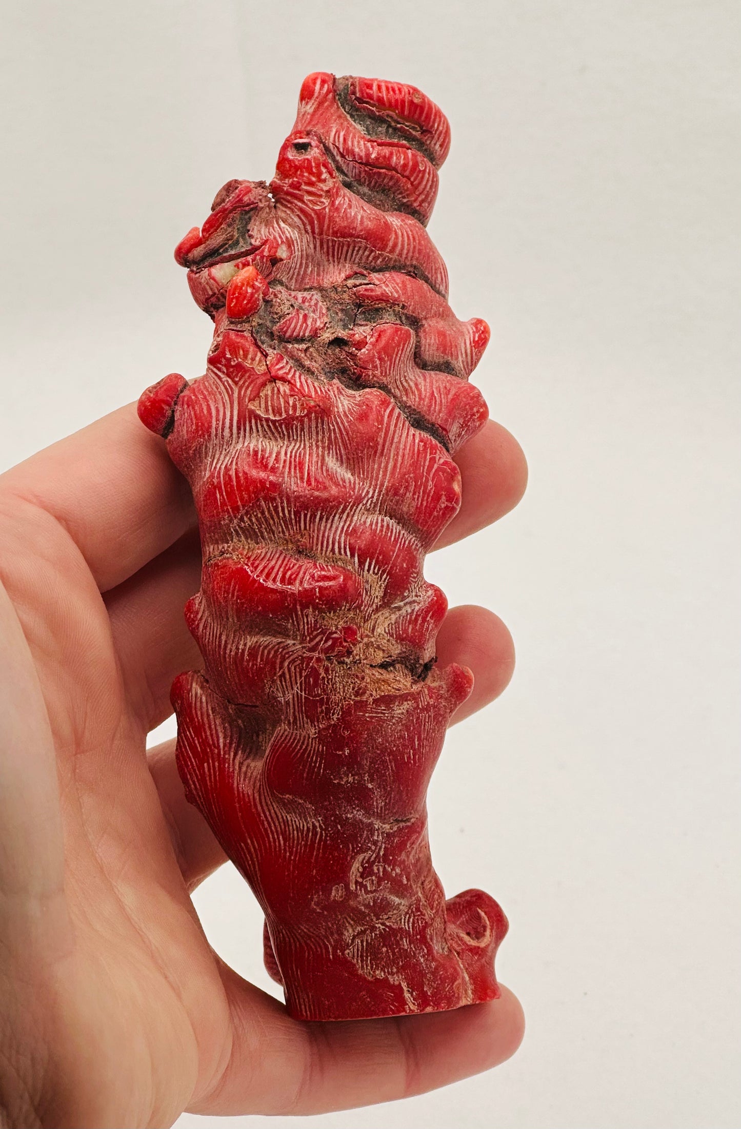 Red Bamboo Coral Statement Piece